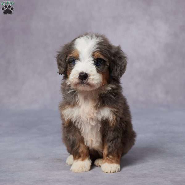 Cora, Mini Bernedoodle Puppy